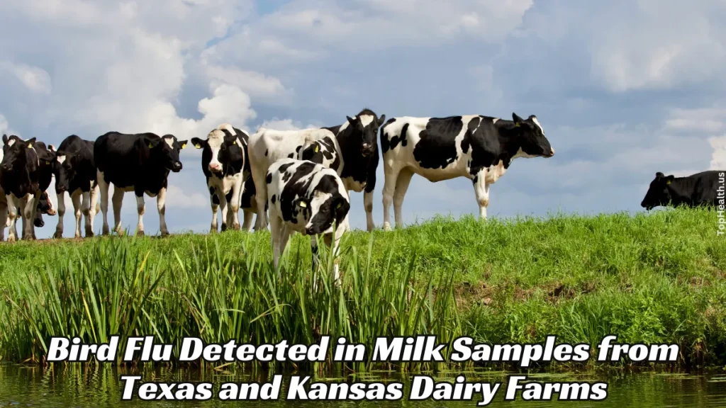 Bird Flu Dеtеctеd in Milk Samplеs from Tеxas and Kansas Dairy Farms